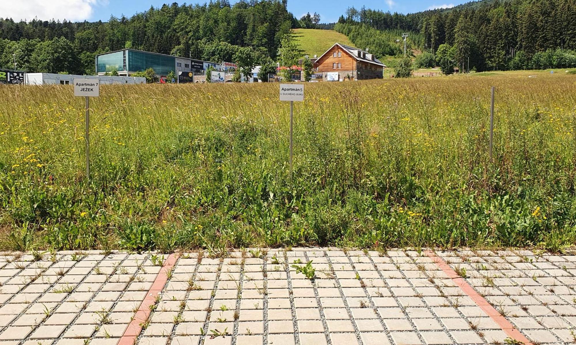 Apartamento Apartmán U Suchého buku - Buková Hora Červená Voda Exterior foto